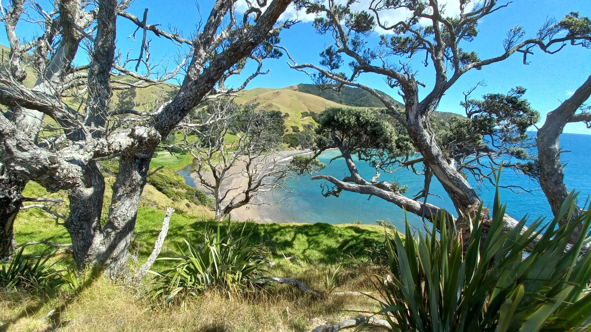 uitzicht op een baai met kronkelende bomen ervoor in The Coromandel, Nieuw-Zeeland