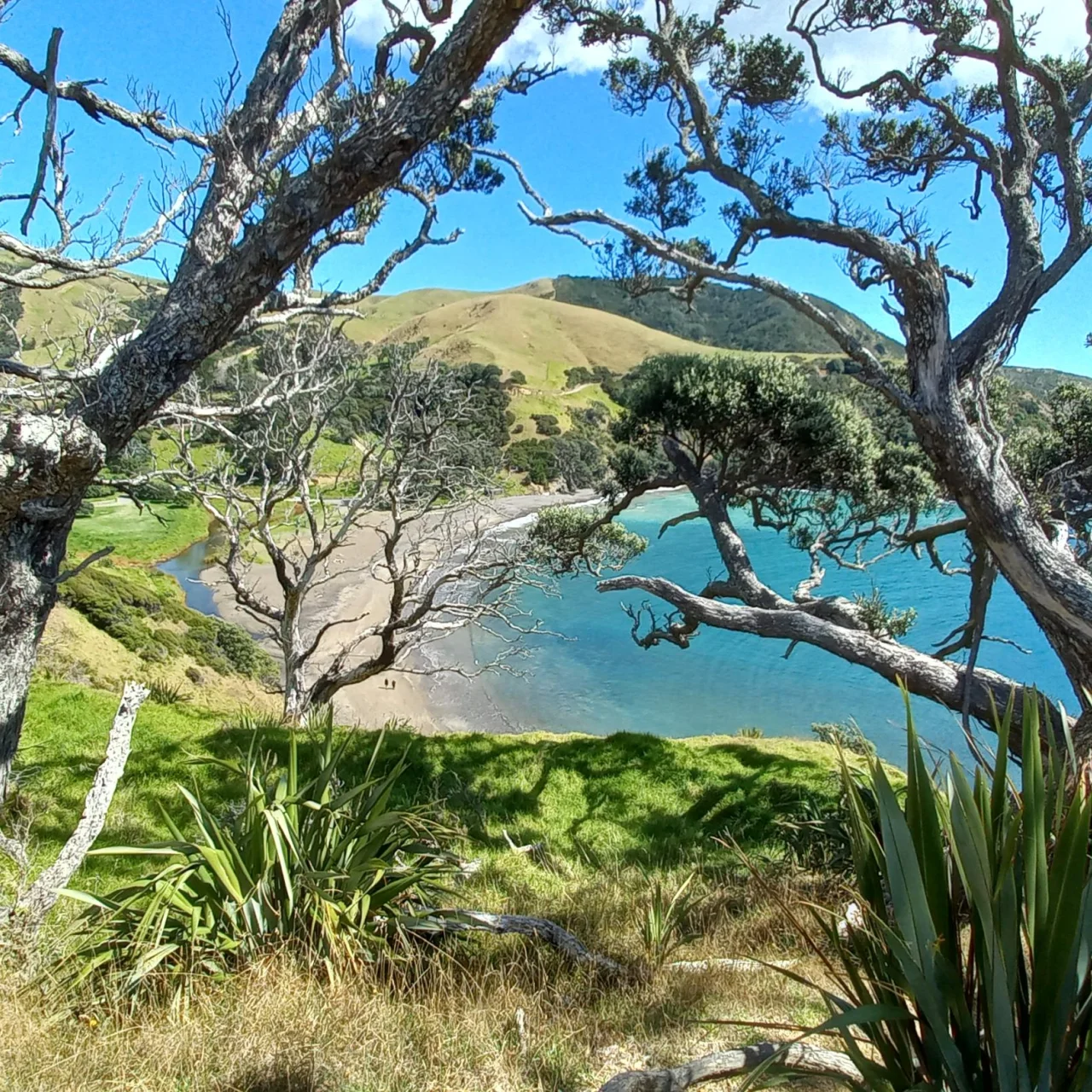 uitzicht op een baai met kronkelende bomen ervoor in The Coromandel, Nieuw-Zeeland