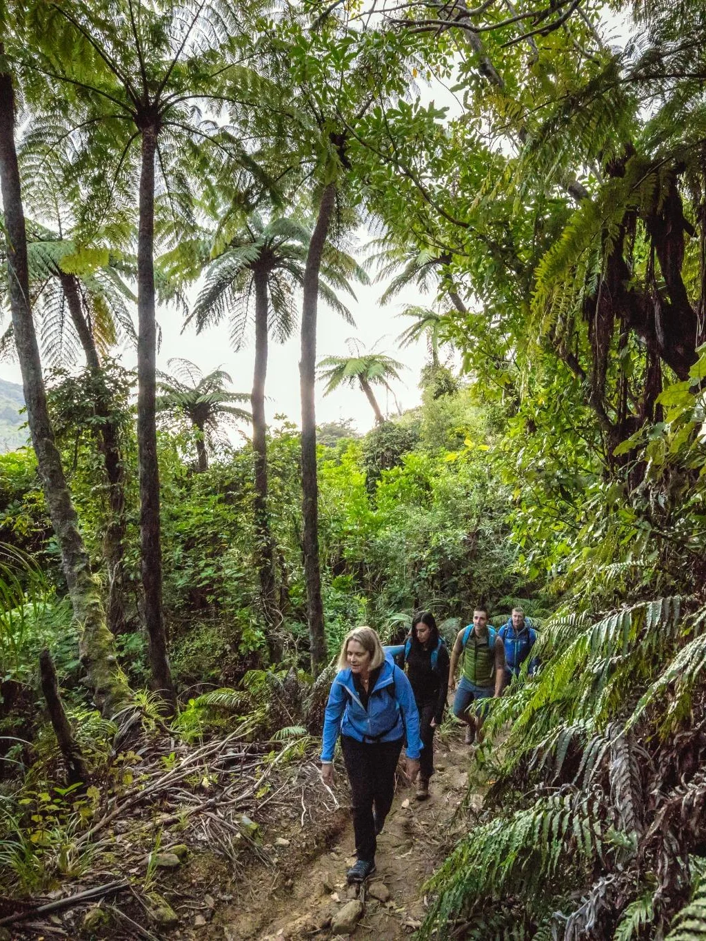 Wandelaars hiken door het tropische fjorden van de Queen Charlotte Track in Nieuw-Zeeland