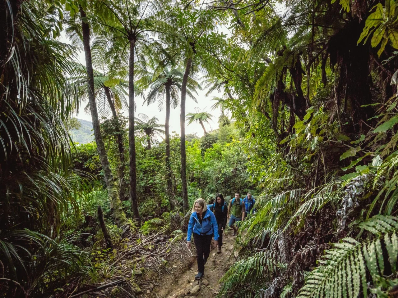 Wandelaars hiken door het tropische fjorden van de Queen Charlotte Track in Nieuw-Zeeland