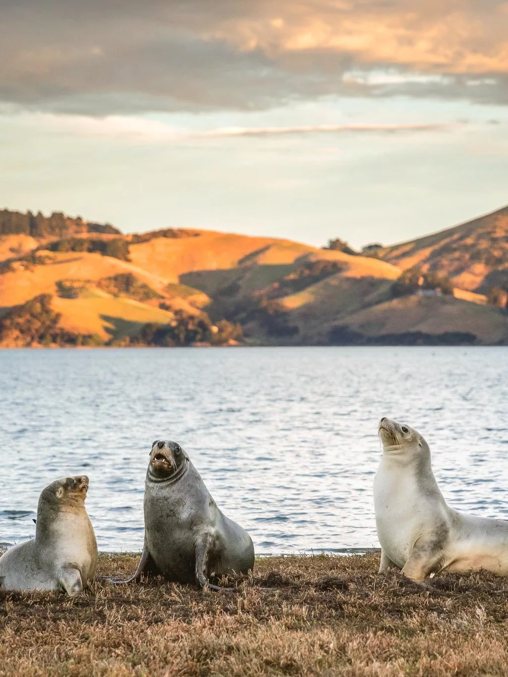 3 zeehonden bij de oever van het Otago Peninsula in Dunedin, met een heuvellandschap op de achtergrond