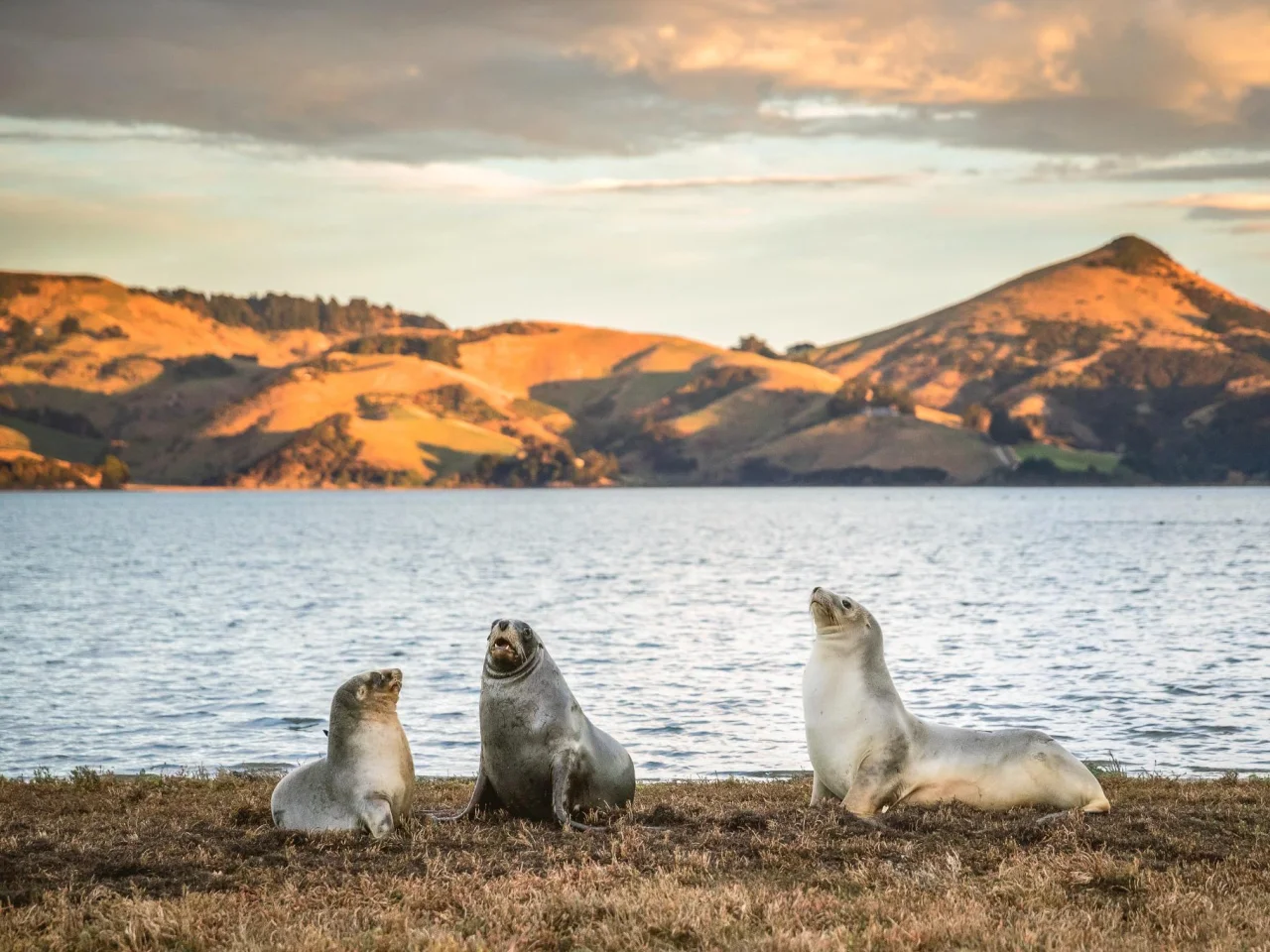 3 zeehonden bij de oever van het Otago Peninsula in Dunedin, met een heuvellandschap op de achtergrond