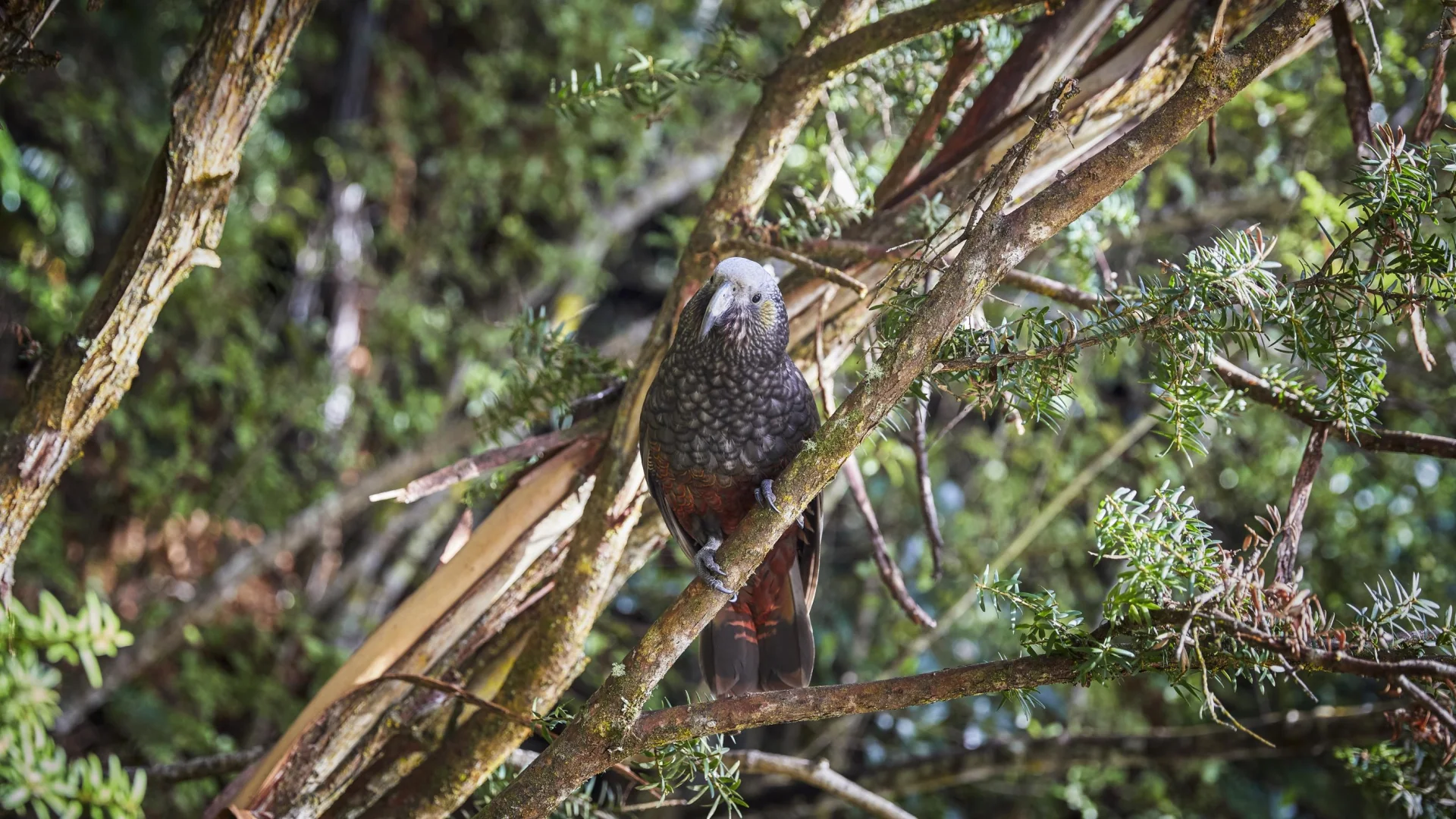 Kaka vogel in de boom op Stewart Island, Nieuw-Zeeland