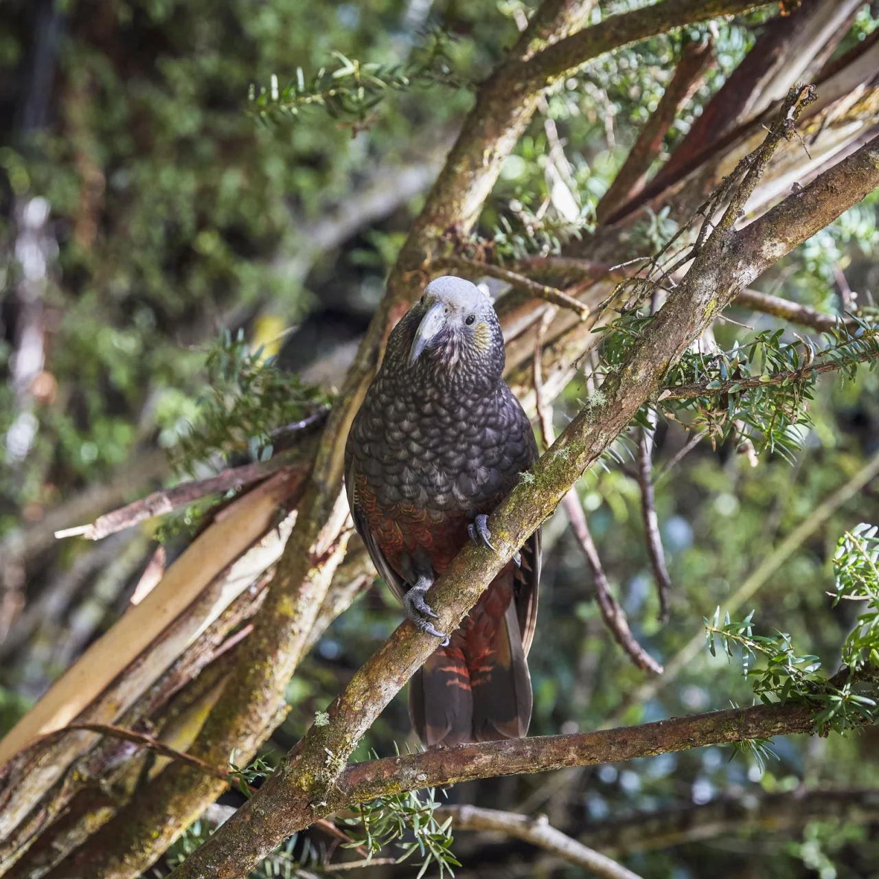 Kaka vogel in de boom op Stewart Island, Nieuw-Zeeland