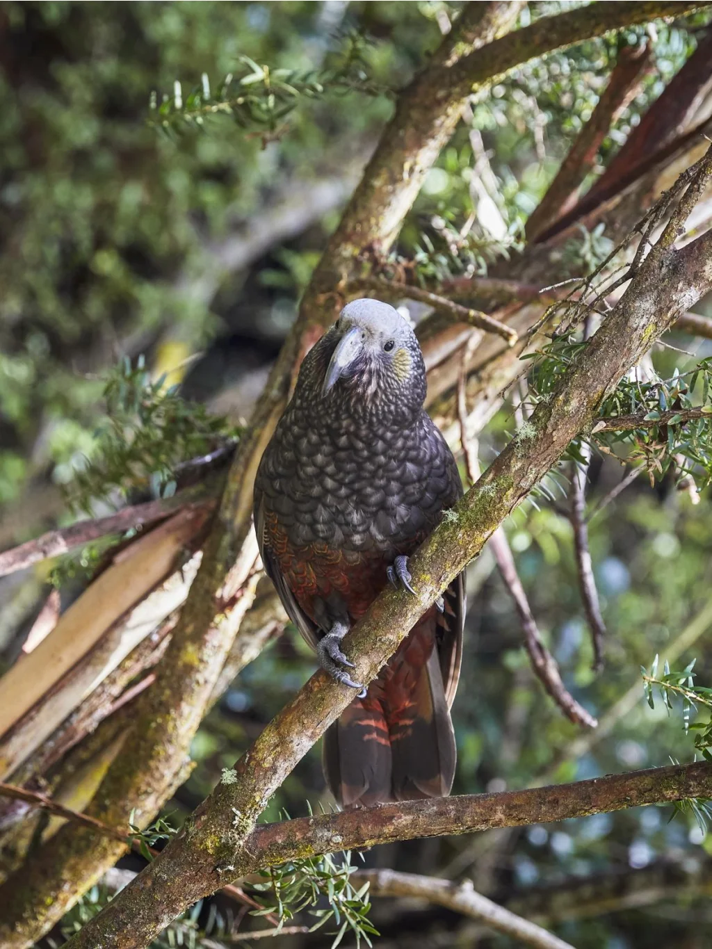Kaka vogel in de boom op Stewart Island, Nieuw-Zeeland