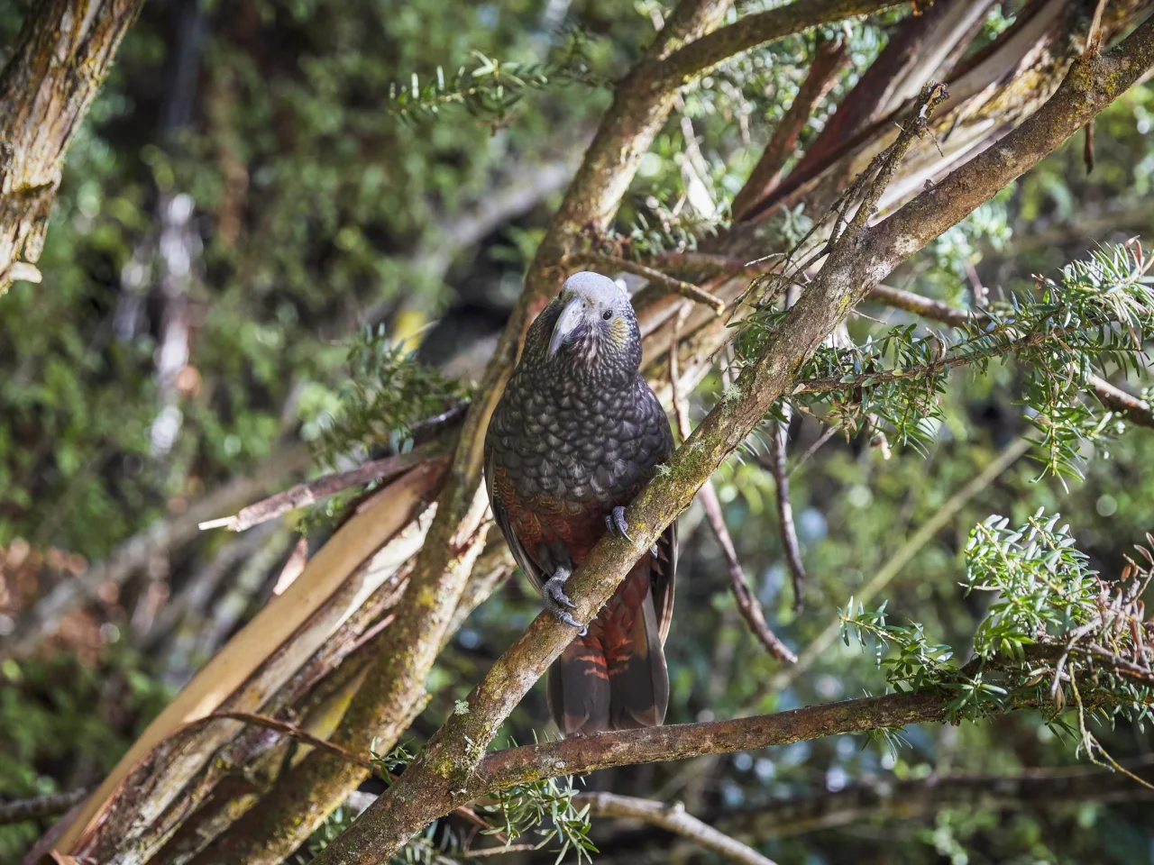Kaka vogel in de boom op Stewart Island, Nieuw-Zeeland