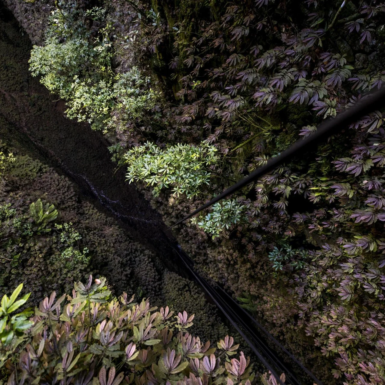 Het uitzicht vanaf het plateau waar je vanaf abseilt in de Waitomo Grotten tijdens de Lost World Excursie