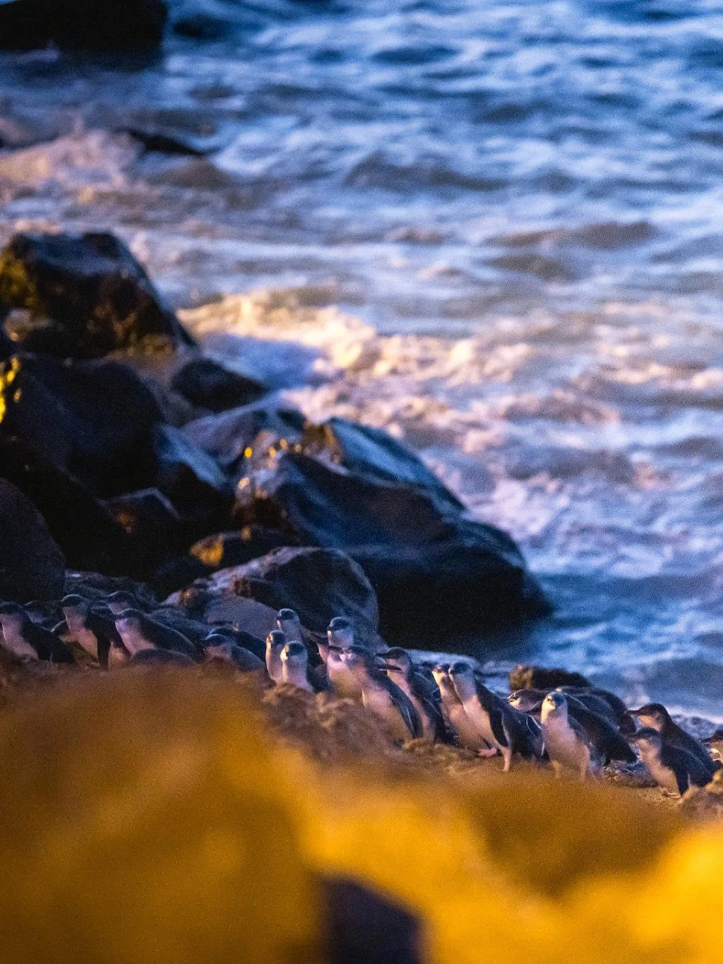 •	Kleine blauwe pinguïns tijdens een rondreis door Oamaru, Nieuw-Zeeland