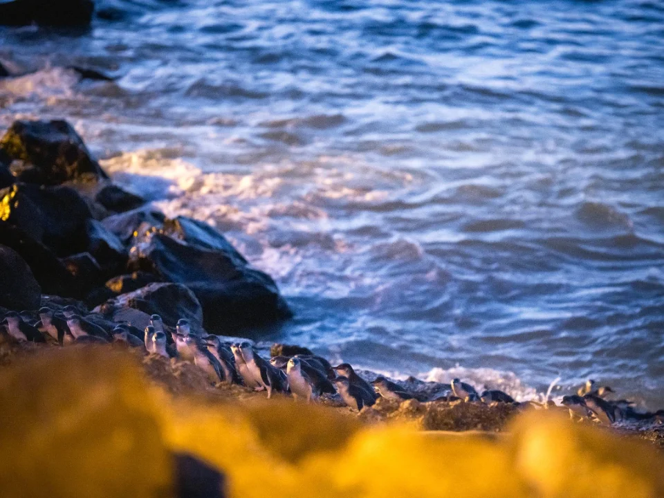 •	Kleine blauwe pinguïns tijdens een rondreis door Oamaru, Nieuw-Zeeland