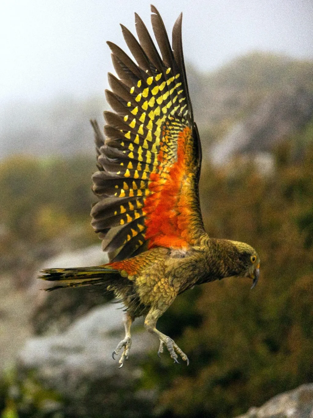De kleurrijke kea vogel - een alpine papagaai - vliegt in Arthurs Pass National Park