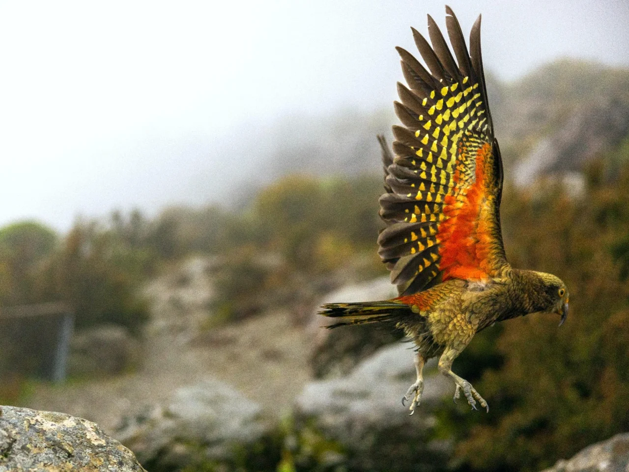De kleurrijke kea vogel - een alpine papagaai - vliegt in Arthurs Pass National Park