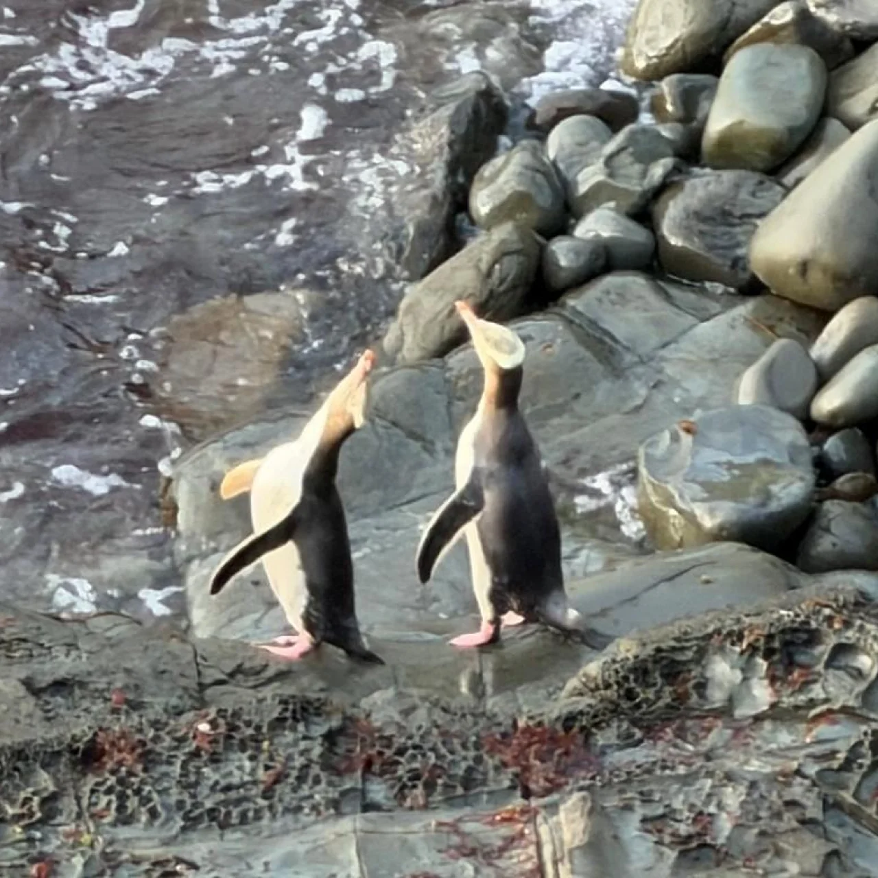 Pinguïns op een rots in Doubtful Sound