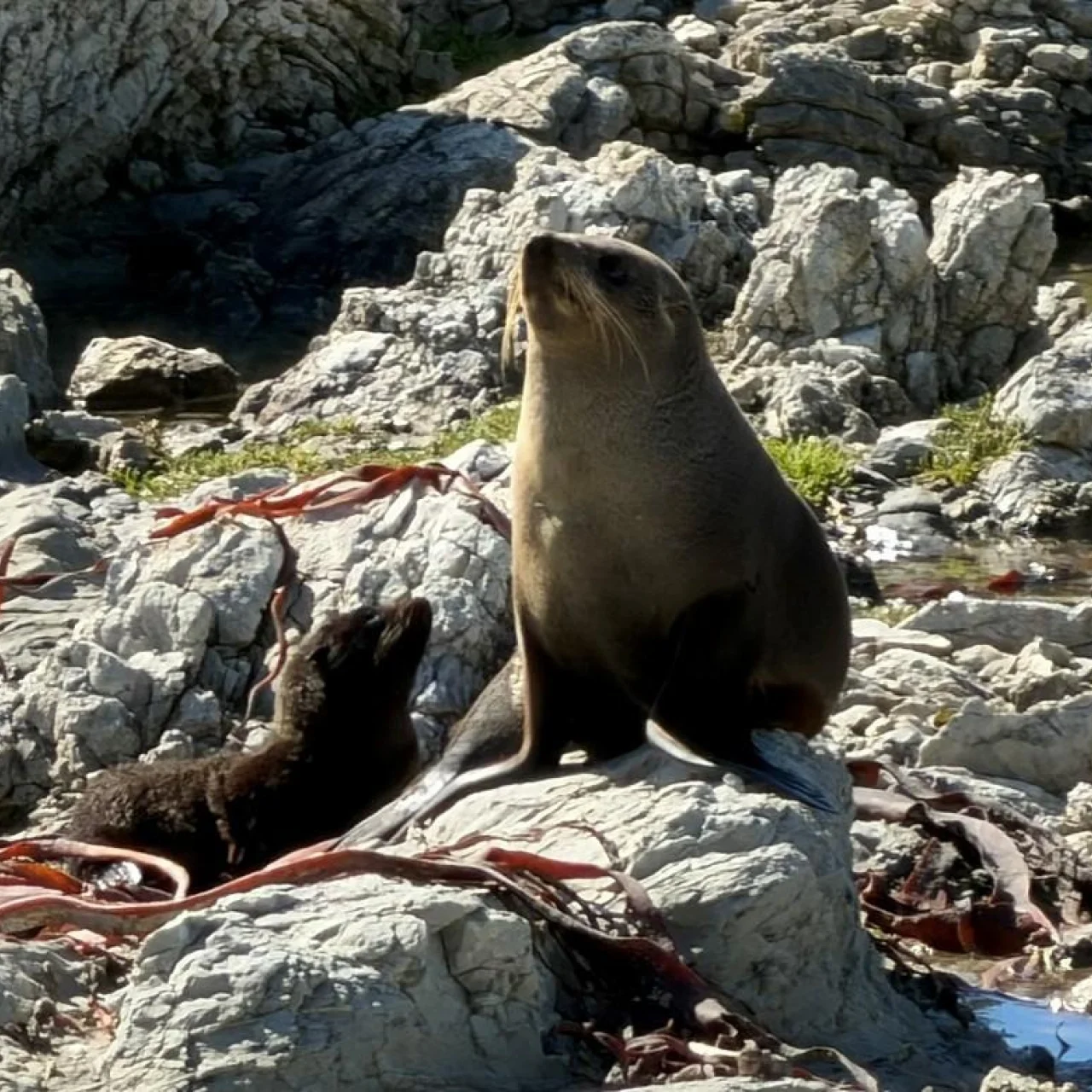 Zeeleeuw op een rots bij de Wharariki Beach in de Golden Bay