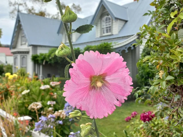 Wilde bloemen in de tuin bij French Bay House B&B in Akaroa, Nieuw-Zeeland