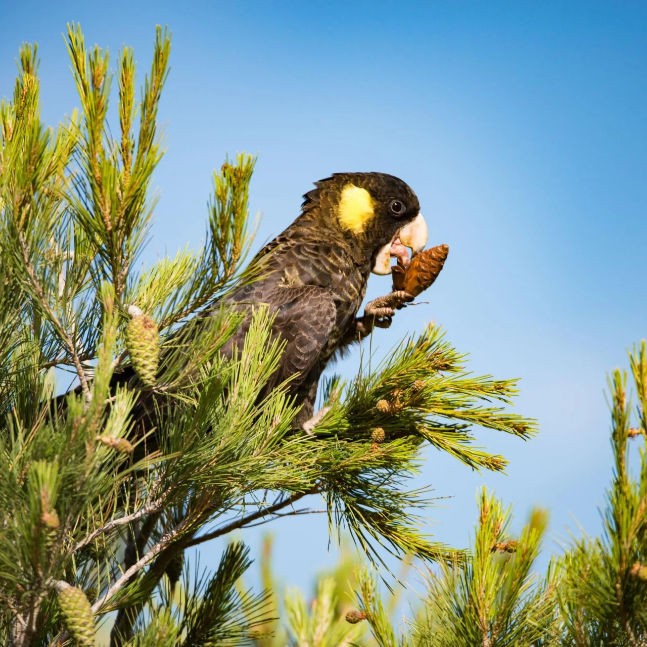 Een black cockatoo in de bomen geniet van een dennenappel op Kangaroo Island