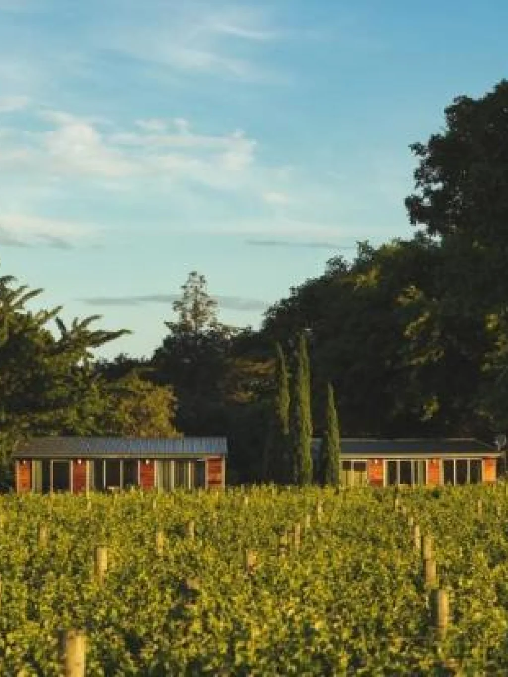 De twee huisjes van Walnut Block Cottages middenin de wijngaarden