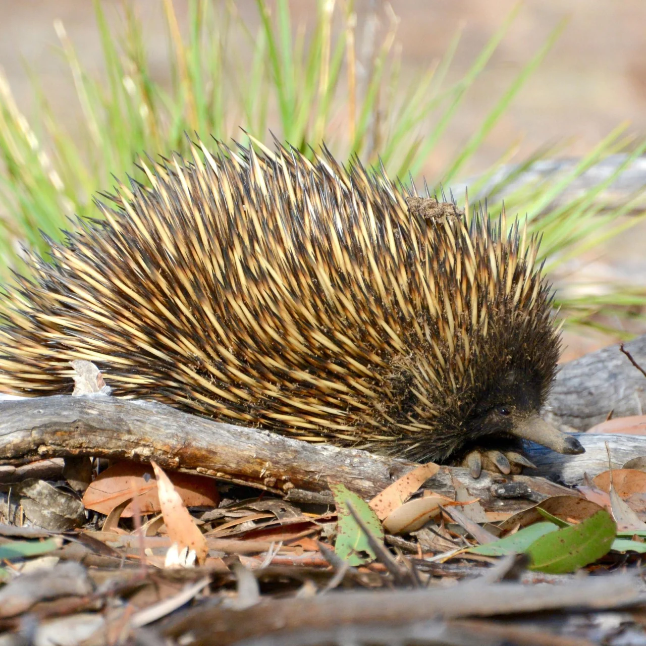 Een echidna scharrelt rond op Kangaroo Island