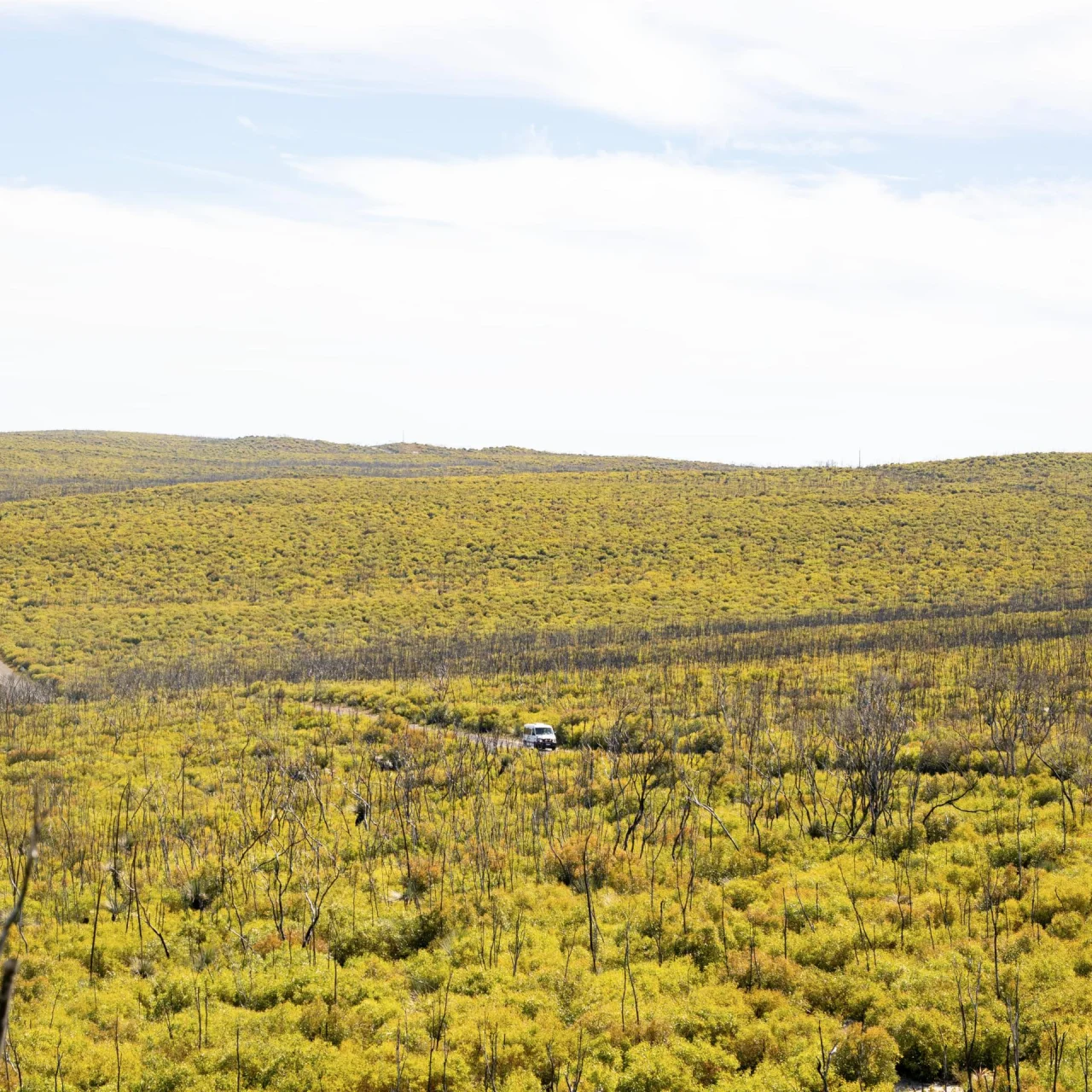 Een auto door een landschap waar niemand anders is, op Kangaroo Island in Flinders Chase NP
