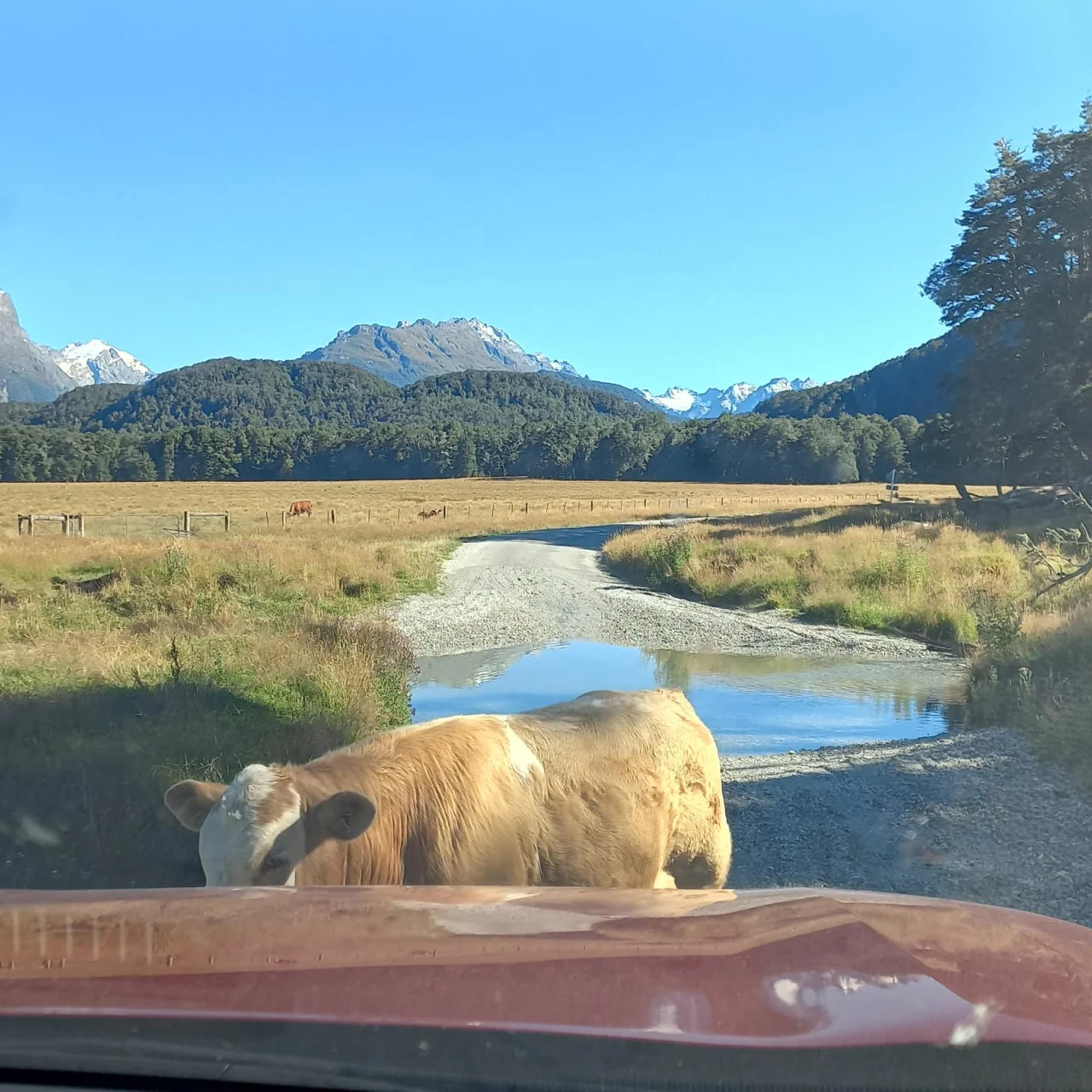 Koe voor de auto, net voordat we door het water rijden in Paradise, Nieuw-Zeeland