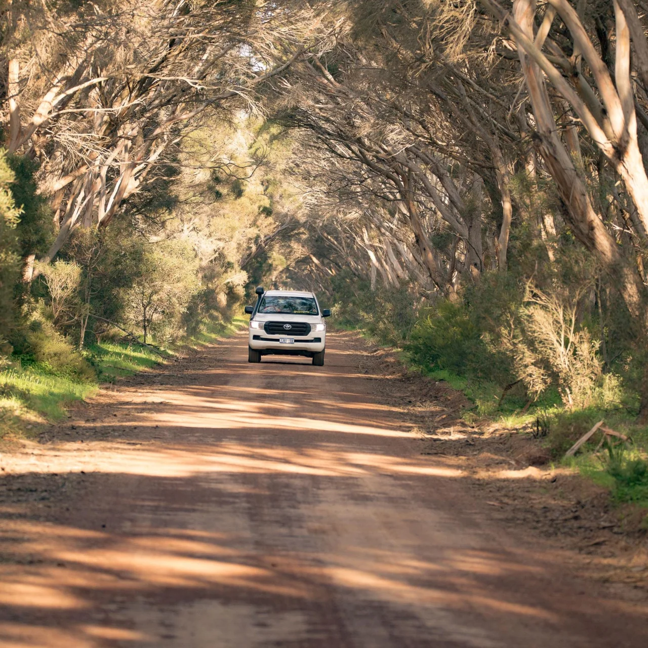 Een voertuig rijdt over een dirt road op Kangaroo Island onder een bomenboog door