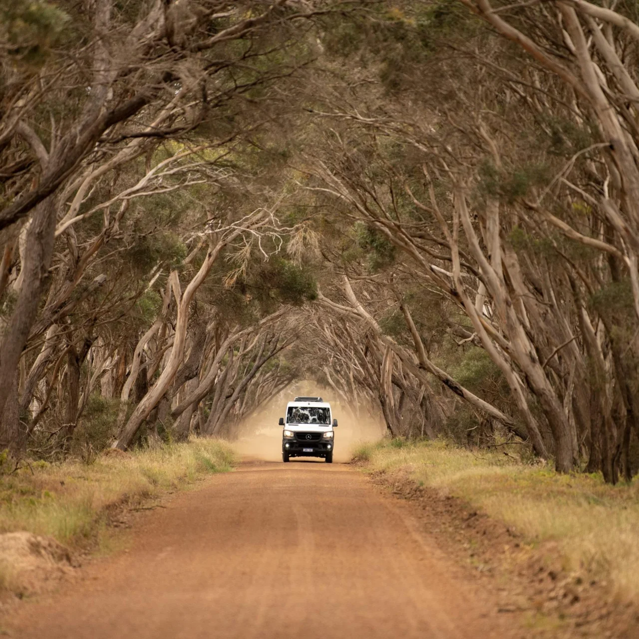 Een auto rijd onder een boog van bomen door over een onverharde weg op Kangaroo Island