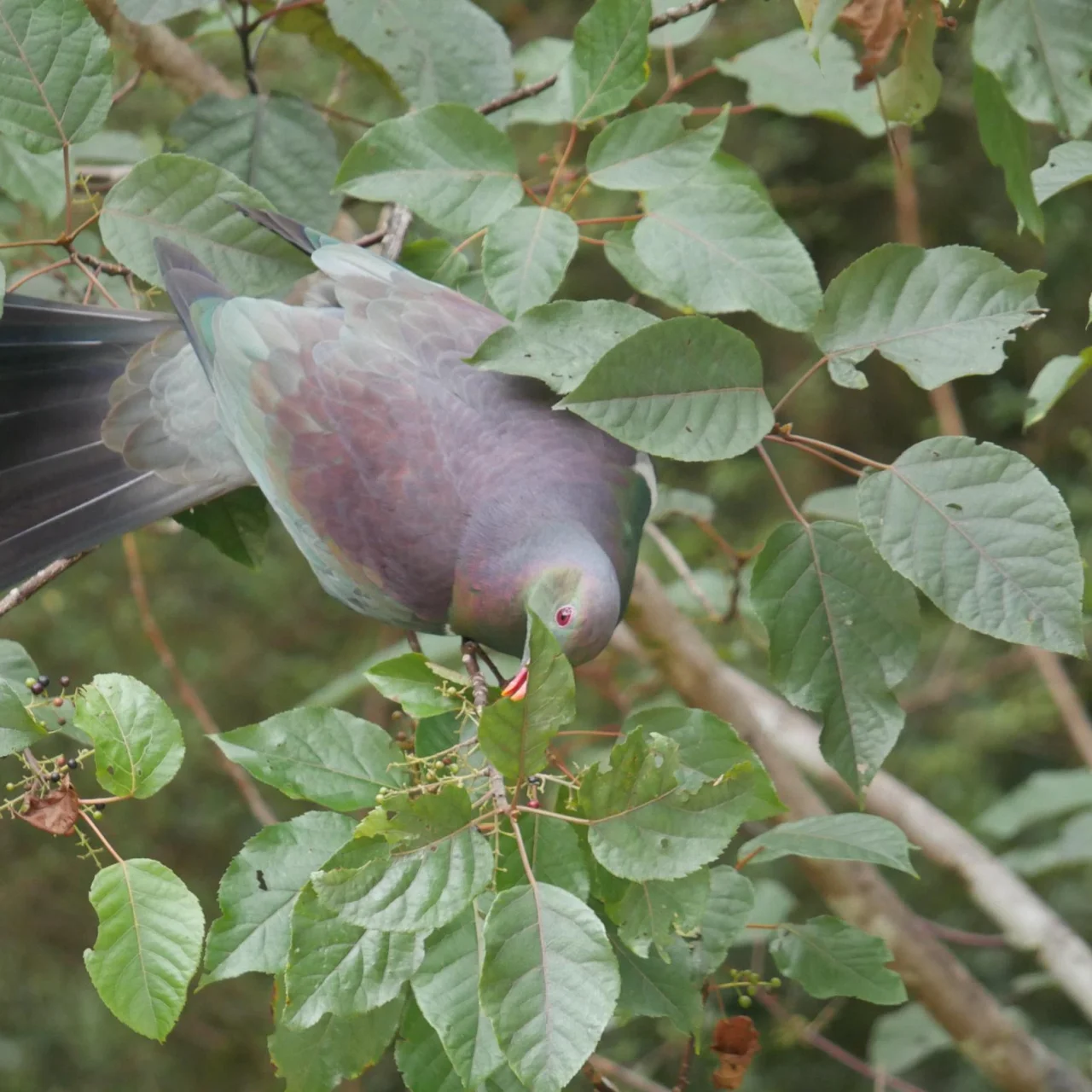 Kereru, de Nieuw-Zeelandse duif, tussen de groene blaadjes in de boom