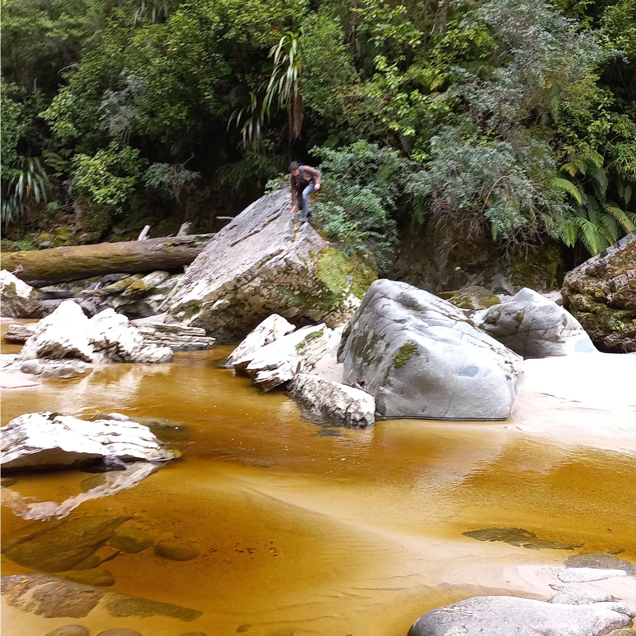 Afgelegen natuur rond Oparara Basin en Kahurangi National Park
