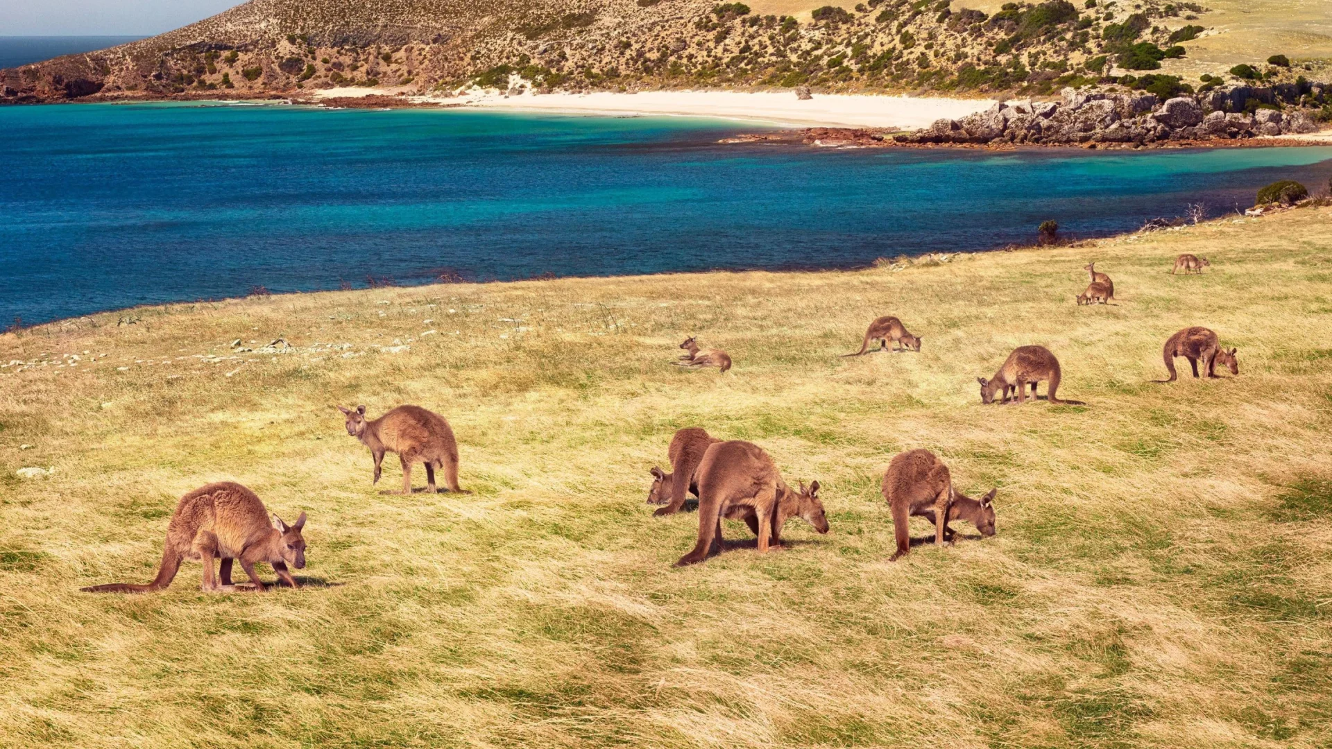 Een grote verzameling kangaroes bij Stokes Bay op Kangaroo Island