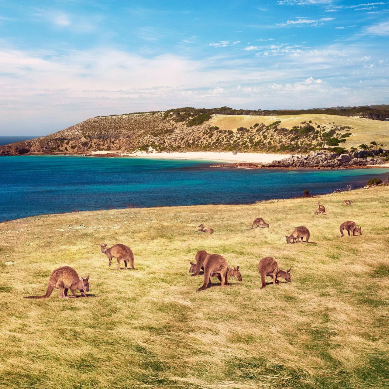 Een grote verzameling kangaroes bij Stokes Bay op Kangaroo Island