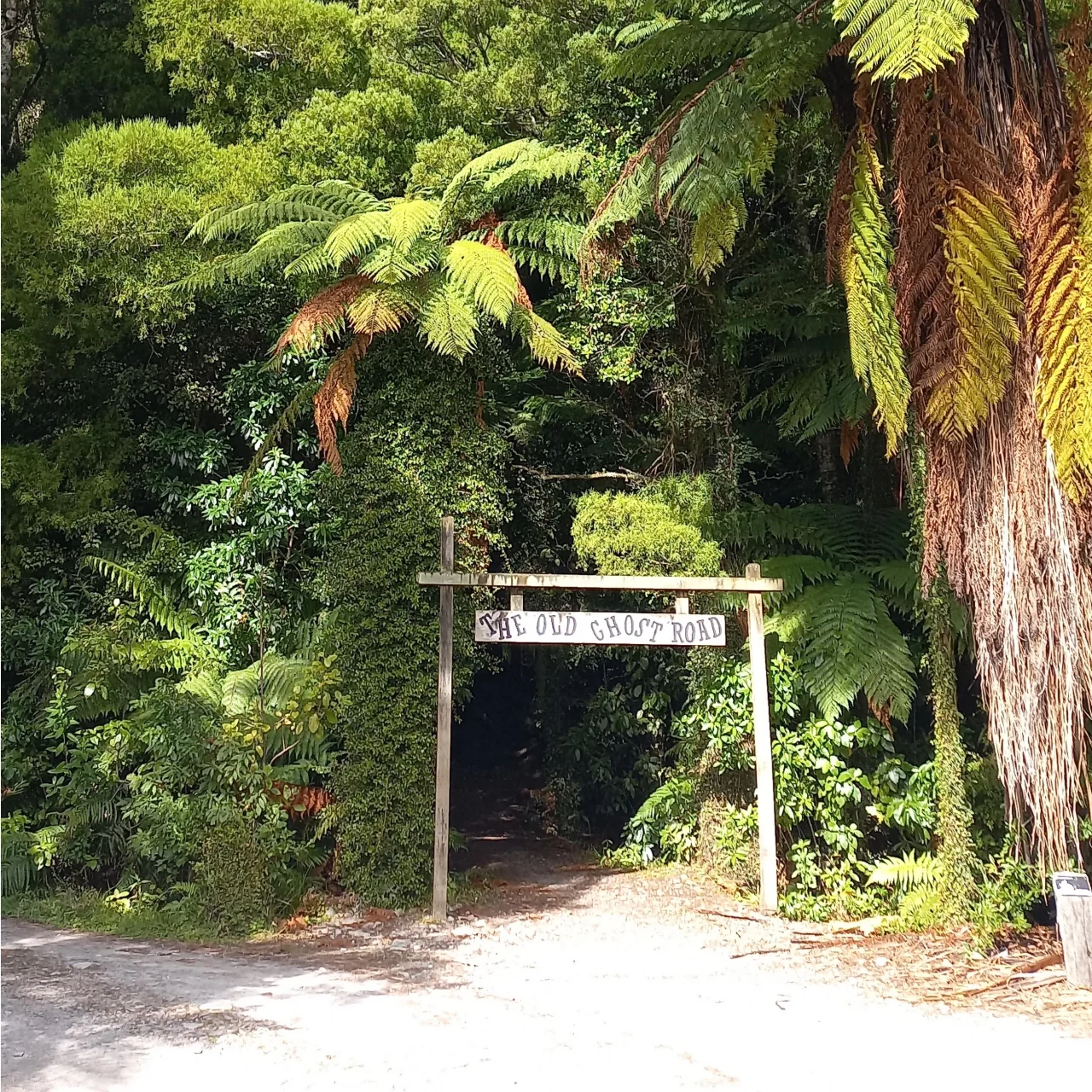 startpunt van de Old Ghost Road met Nikau palmen, bij de Rough and Tumble Lodge
