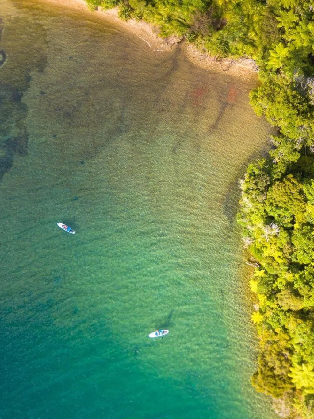Suppen in de tropische fjorden van Marlborough Sounds met kristalhelder water