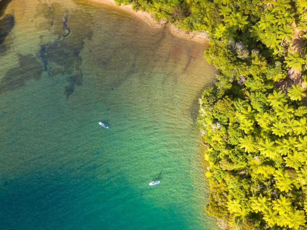Suppen in de tropische fjorden van Marlborough Sounds met kristalhelder water