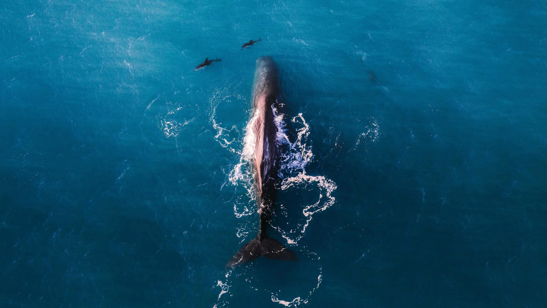 Luchtfoto van een grote walvis met dolfijnen er omheen