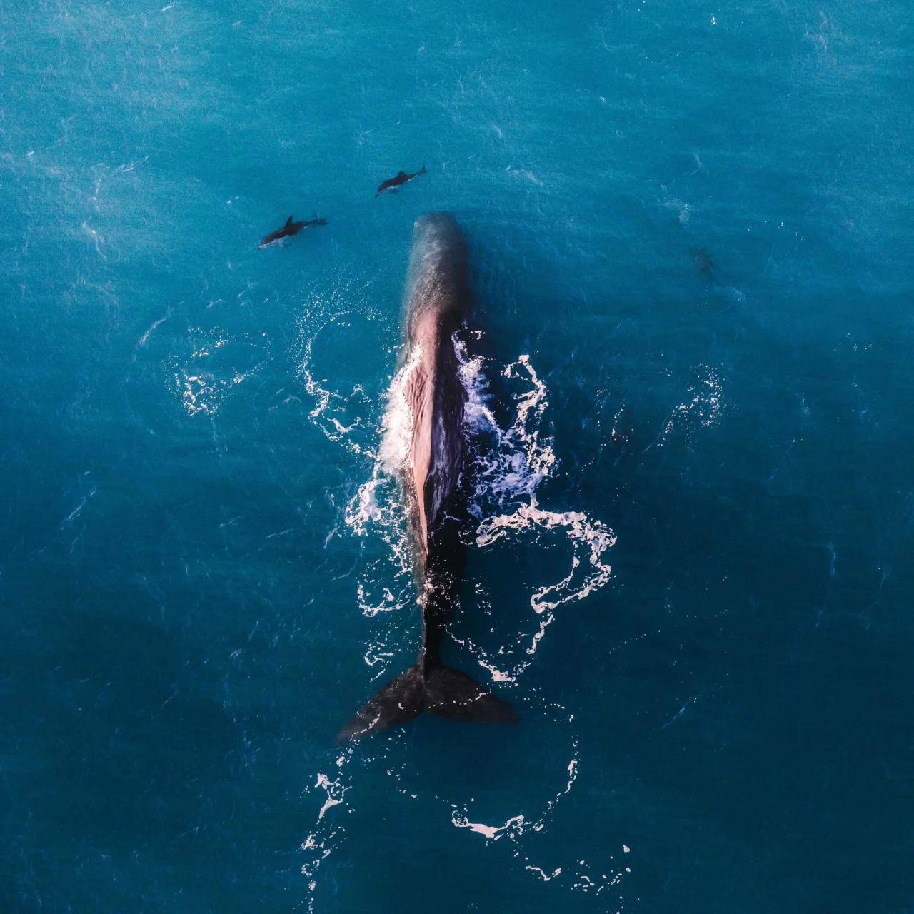 Luchtfoto van een grote walvis met dolfijnen er omheen