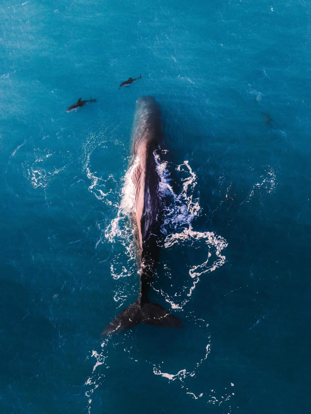 Luchtfoto van een grote walvis met dolfijnen er omheen