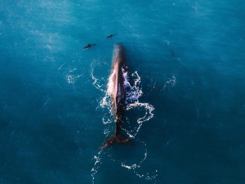 Luchtfoto van een grote walvis met dolfijnen er omheen