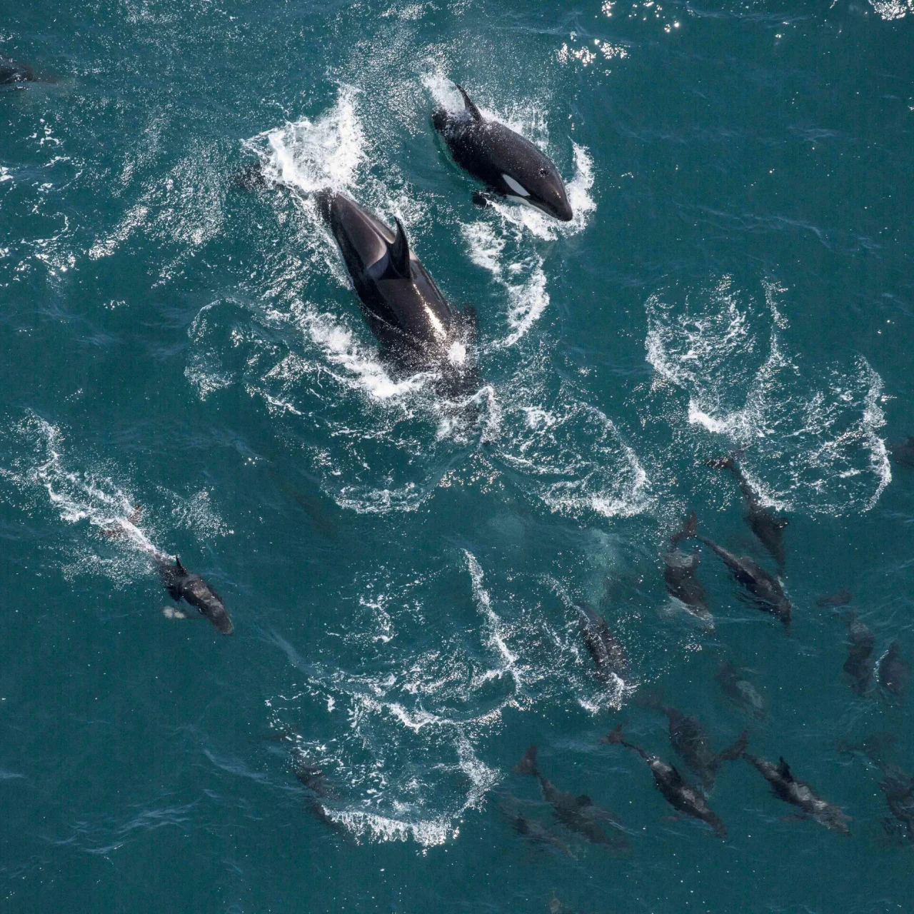 Orka's samen met talloze walvissen in de oceaan bij Kaikoura