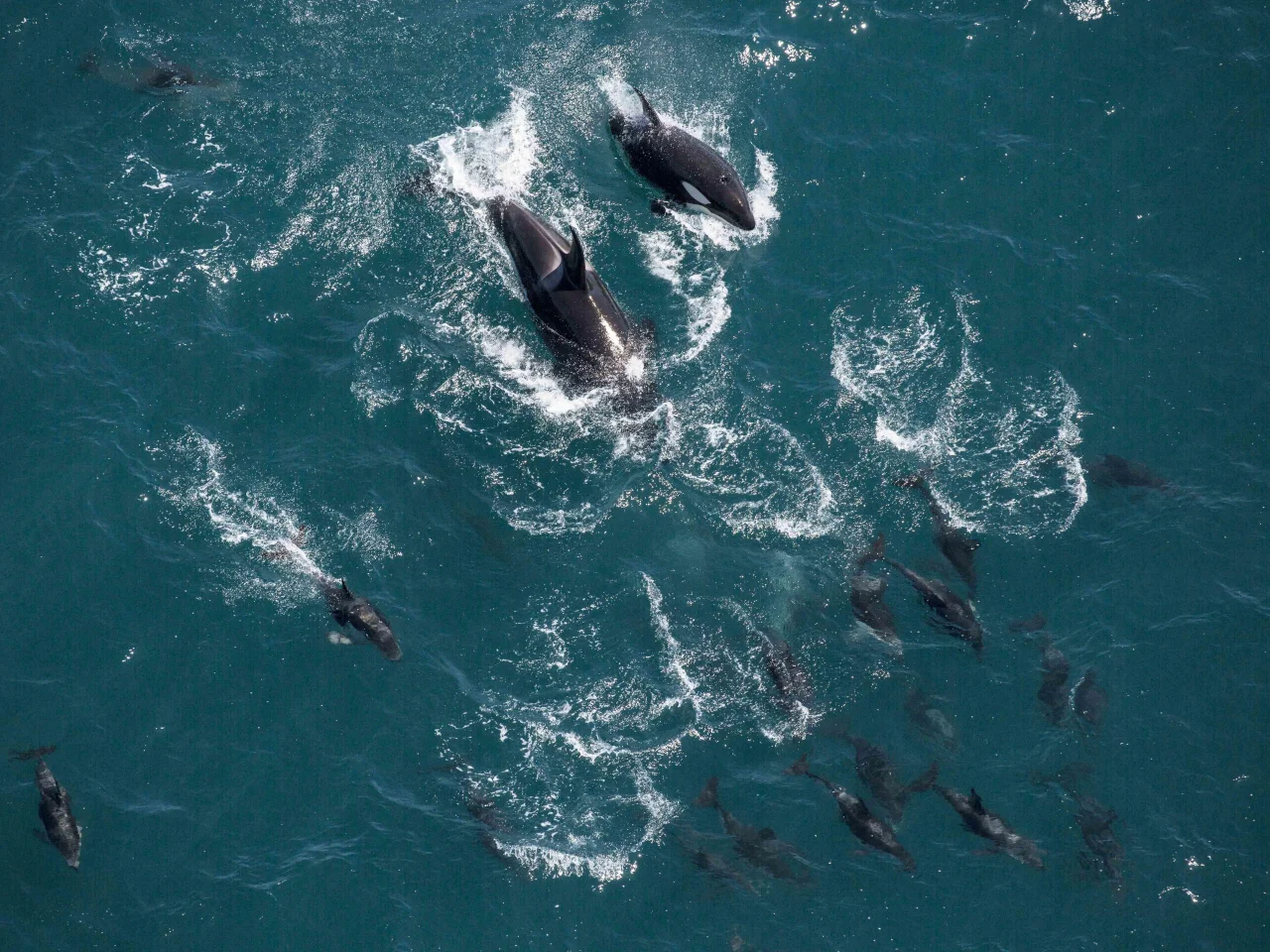 Orka's samen met talloze walvissen in de oceaan bij Kaikoura